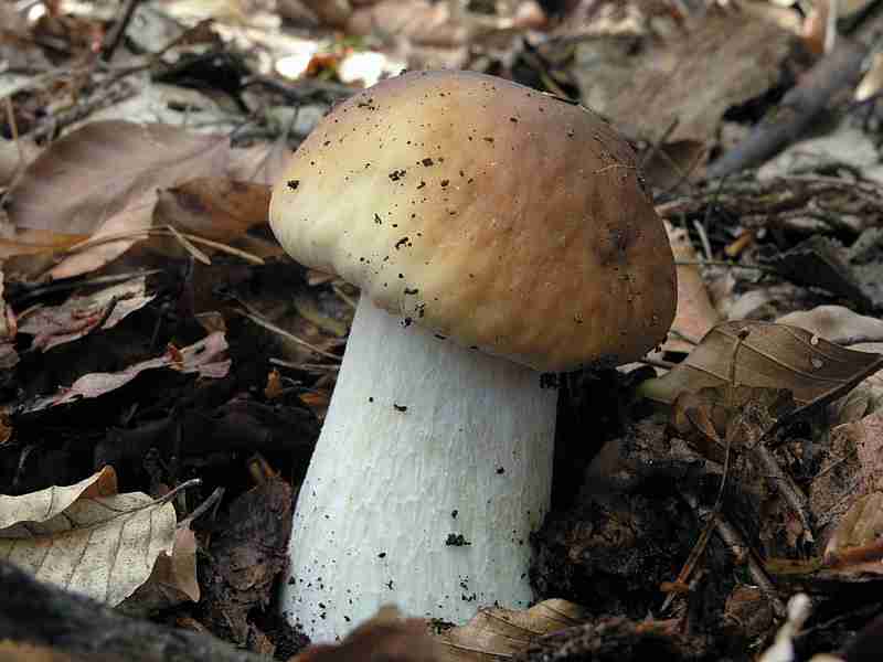  Image name: 273 Porcino.jpg 
 width: 800 pixel 
 height: 600 pixel 
 Size: 30744 bytes 
 Click to enlarge 